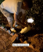 T0112031 My boyfriend spotted two cats lying in middle of road.#fyp #R…_part2