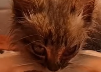 T1312009 Cat abandoned by cruel owners is lucky to be saved #cat #rescuecat