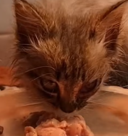 T1312009 Cat abandoned by cruel owners is lucky to be saved #cat #rescuecat