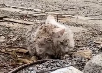 T1312010 Abandoned kitten on street was luckily saved #rescueanimals #cat