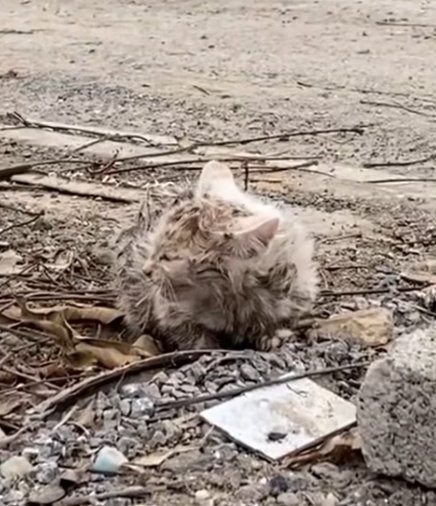 T1312010 Abandoned kitten on street was luckily saved #rescueanimals #cat