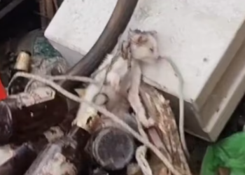 T1312011 Cat stuck around neck was luckily saved #animal #rescueanimals #rescue