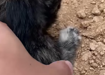 T1312012 Abandoned cat in wilderness was luckily rescued #rescueanimals