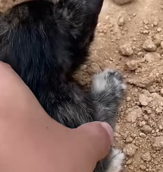 T1312012 Abandoned cat in wilderness was luckily rescued #rescueanimals