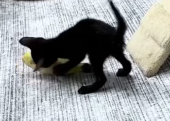 T1312013 Kitten fell into well luckily saved #rescueanimals #cat #rescuecat