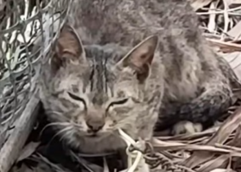 T1312014 Cat chained left to starve behind house was luckily rescued