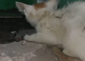 T1312015 Abandoned kitten in abandoned house was luckily rescued #rescueanimal