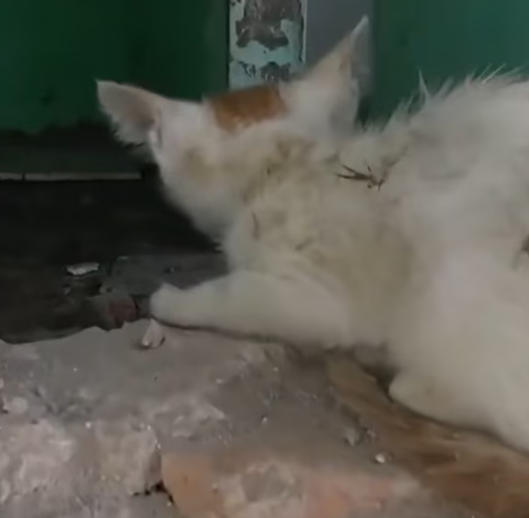 T1312015 Abandoned kitten in abandoned house was luckily rescued #rescueanimal