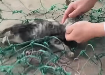 T1312016 Big cat caught in net exhausted unable to escape luckily saved