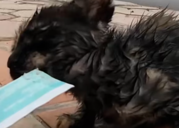 T1312017 kitten abandoned at school was luckily saved #rescueanimals #animal