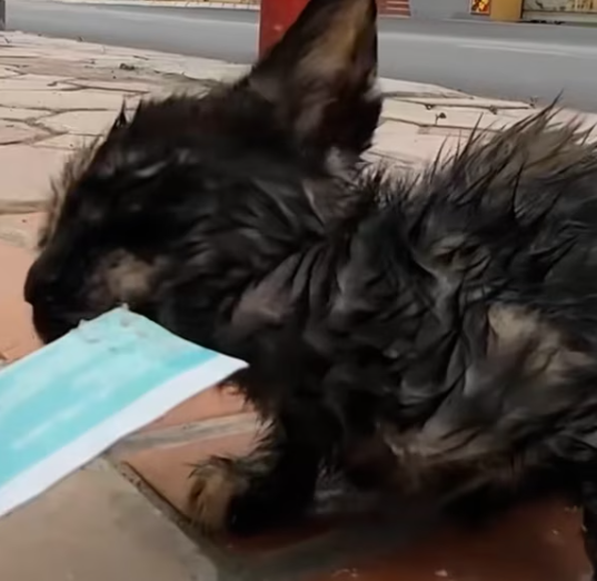 T1312017 kitten abandoned at school was luckily saved #rescueanimals #animal