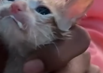 T1312018 Cat walking under wet coin lucky to be saved #animal #rescueanimals