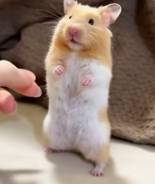 T0112029 found little hamster on street.#fyp #Rescue #animal #Rescue_part2