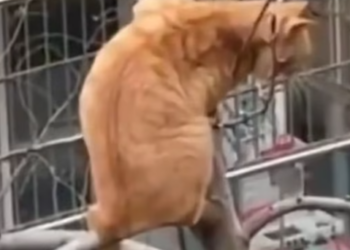 T1312019 Cat stuck on high tree branch was luckily saved #animal #rescueanimal