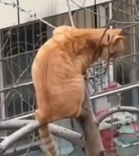 T1312019 Cat stuck on high tree branch was luckily saved #animal #rescueanimal