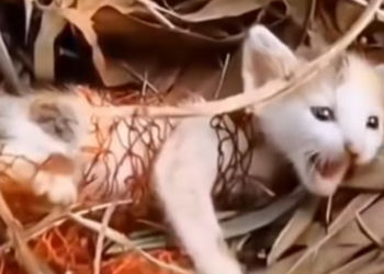 T1312020 Cat caught in net was lucky to be saved #animal #rescueanimals #animal