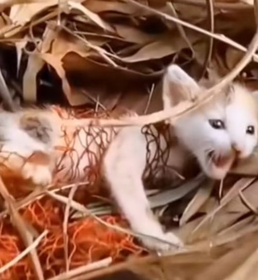 T1312020 Cat caught in net was lucky to be saved #animal #rescueanimals #animal