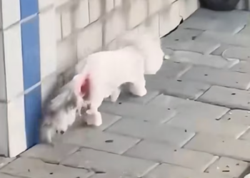 T1312021 He drags his injured body in search of food #cat #straycat #animalrescue