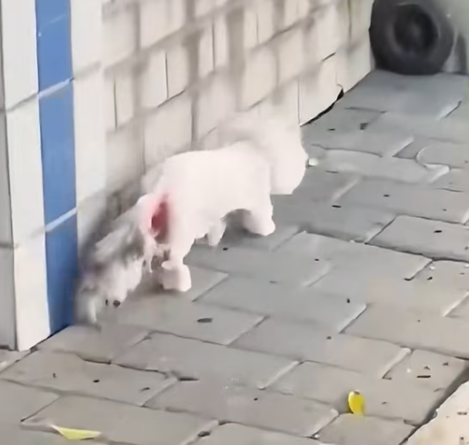 T1312021 He drags his injured body in search of food #cat #straycat #animalrescue