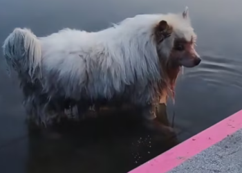 T1312022 saw little dog walking towards middle of river #dog