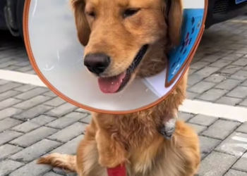 T1312023 Is golden retriever waiting to be sold #dog #rescuedog #animal