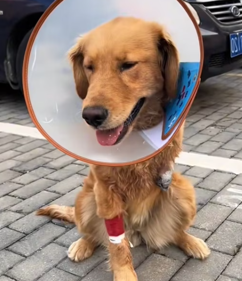 T1312023 Is golden retriever waiting to be sold #dog #rescuedog #animal