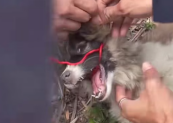 T1312024 Poor Stray Dog Its Mouth Tied #dog #rescuedog #animalrescue #adopt