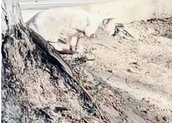 T1312025 Poor stray cat#cat #rescuecat #straycat #animalrescue #emotional #help