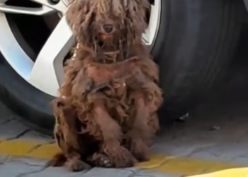 T1312026 World is Big, ll Take You Home #rescue #cute #helpanimals