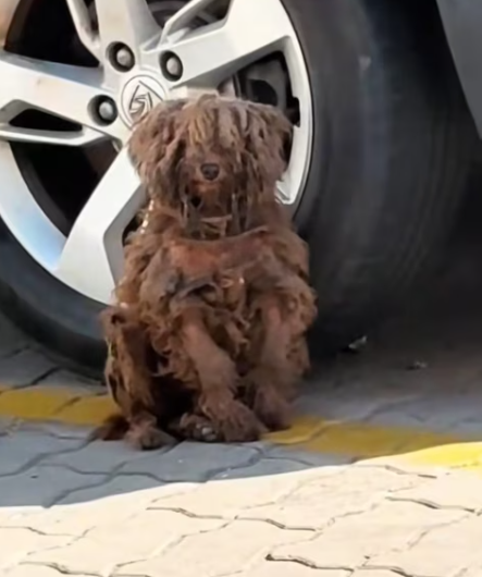 T1312026 World is Big, ll Take You Home #rescue #cute #helpanimals