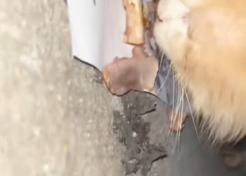 T1312027 Entire Process of Stray Cat Transformation #rescue #cute