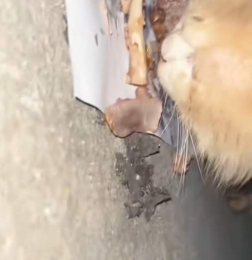 T1312027 Entire Process of Stray Cat Transformation #rescue #cute