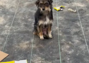 T1312028 met stray dog at an abandoned recycling station .#help #rescuedog