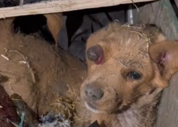 T1312029 He dragged his injured body hid in corner of darkness #dog