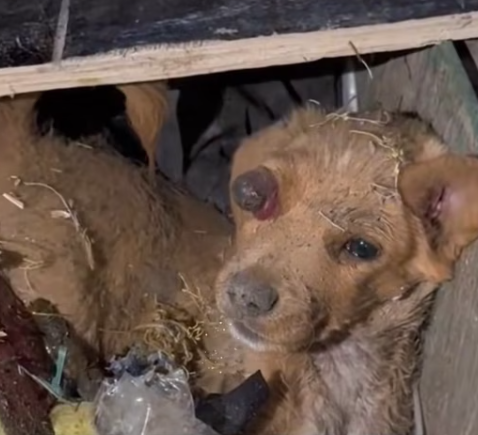 T1312029 He dragged his injured body hid in corner of darkness #dog