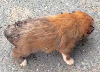 T1312030 Rescuing Puppy Surrounded by Flies Maggots #rescue #cute