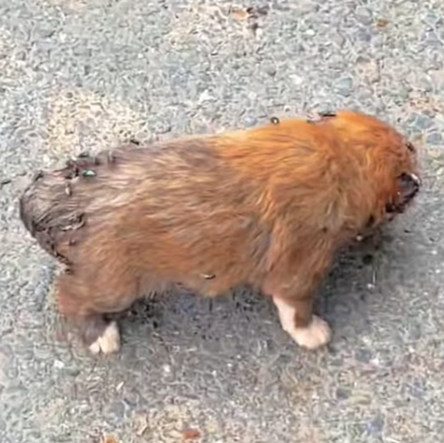 T1312030 Rescuing Puppy Surrounded by Flies Maggots #rescue #cute