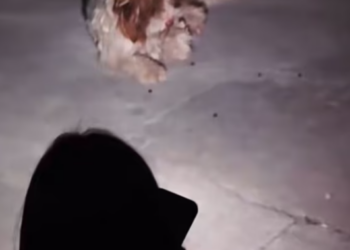 T1312031 Rescuing Stray Dog Who Lost Its Owner #rescue #cute #helpanimals