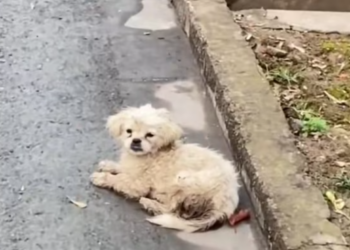 T1312032 Rescue dying stray dogs on roadside #rescue #cute #helpanimal