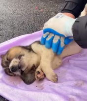 T0112025 Thank you rescued dogs #animals #rescueanimal_part2