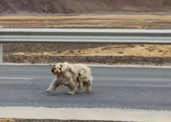 T1312033 Rescue stray dogs #rescue #cute #helpanimals #love #rescueanimals