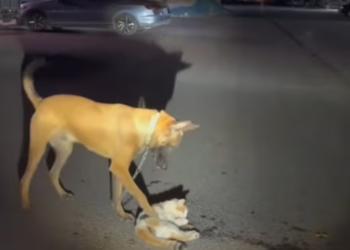 T1312034 Rescue stray cats #rescue #cute #helpanimals #love #rescueanimals