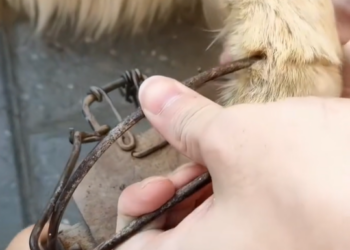 T1312036 found dog his leg caught in an animal trap, rescued him