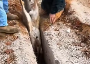 T1312037 My husband rescued trapped deer in wilderness #help #rescue