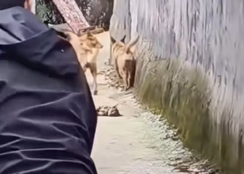 T1312038 cat was attacked by pack of dogs, so went to his rescue,