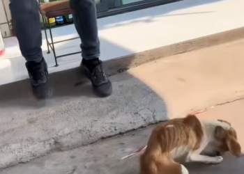 T1312039 saw stray dog being chased away by shop owner while was eatin