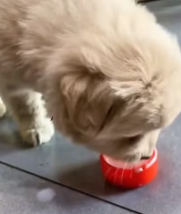 T0112036 Poor puppy #rescue #rescueanimals #puppy #animals…_part2