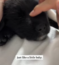 T0112028 saw stray puppy on road while was in car then #fyp_part2