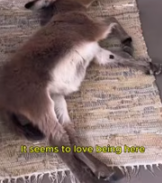 T0112044 Adopted baby donkey followed her #donkey #lovestory #rescue part2