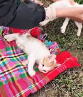 T0112022 Rescuing cats were abandoned because they were sick about_part2